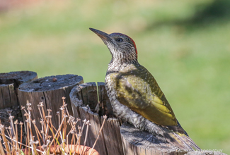 EUROPEAN GREEN WOODPECKER - JUVENILE (Picus viridis)